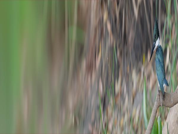 Groene ijsvogel (Chloroceryle americana)